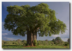 Baobab Tree